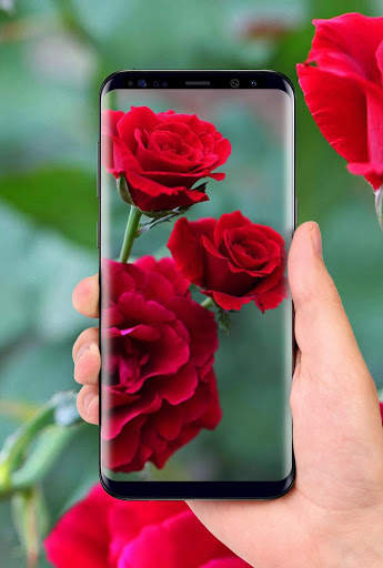 Beautiful Rose Free Live Wallpaper screenshot 3