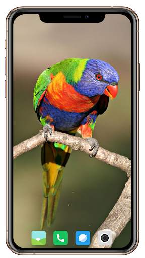 Bird HD Wallpaper screenshot 2