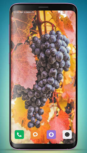 Grapes Wallpaper HD screenshot 11