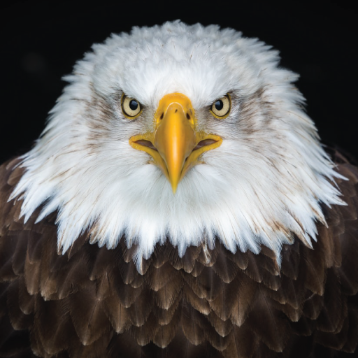 Bird Sounds icon