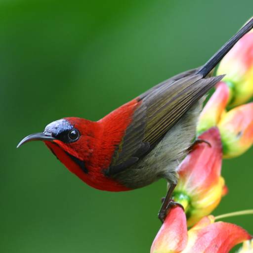 Bird Live Wallpaper HD 4K 1.0