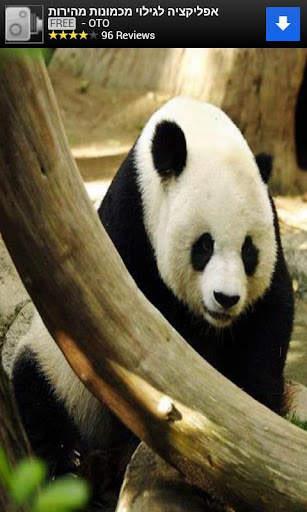 Animal Sounds for Kids Lite screenshot 10