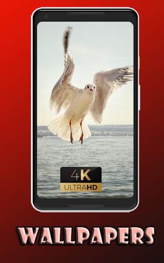 Gull cute bird Wallpaper screenshot 2