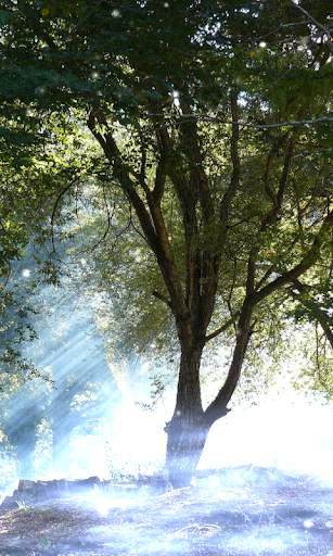 Foresta sfondo screenshot 1