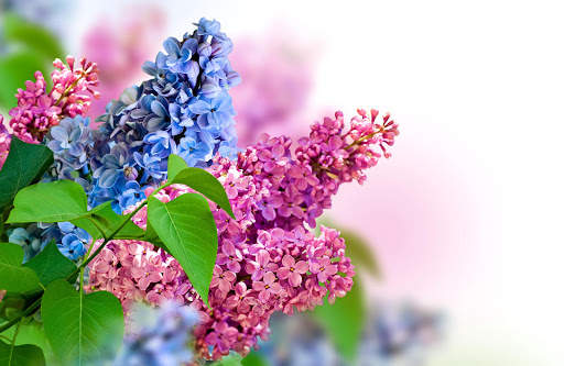 Lilac Flowers Live Wallpaper (Backgrounds) screenshot 10