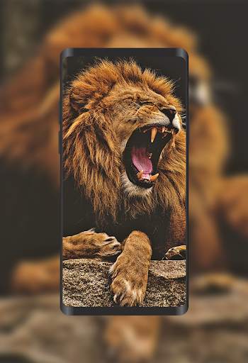 Wallpapers Lions 4K screenshot 2