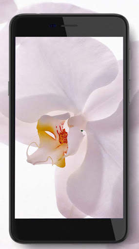 Music Orchid screenshot 5