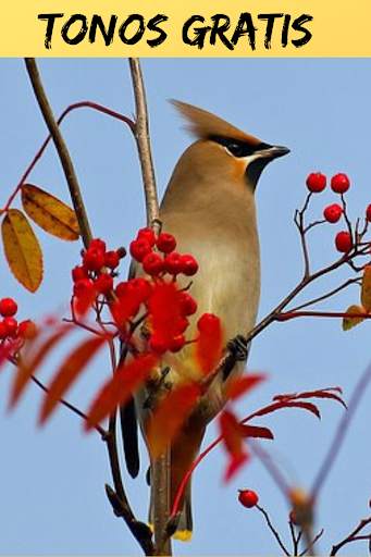Ringtones and Sounds of Birds, Free Birdsong. स्क्रीनशॉट 4