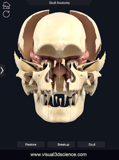 My Skull Anatomy screenshot 16