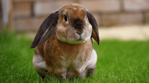 Animal Sounds screenshot 7