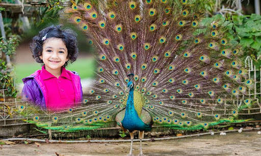 Peacock Photo Frames 4 تصوير الشاشة
