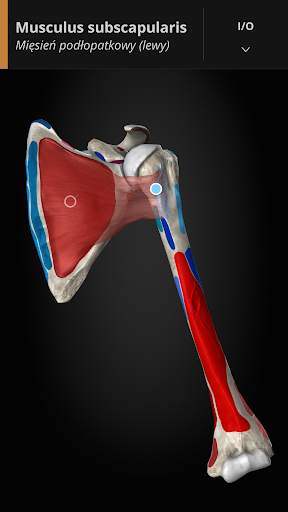 Anatomyka - Anatomia 3D screenshot 6