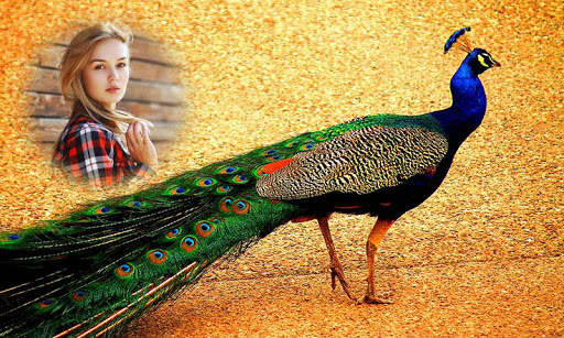Peacock Photo Frames 1 تصوير الشاشة