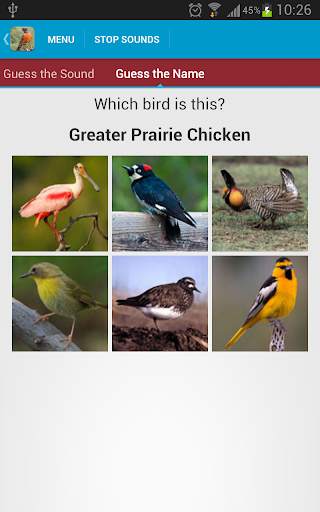 North American Birds Free screenshot 6