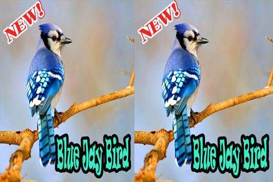 BLUE JAY BIRDS NEW screenshot 4
