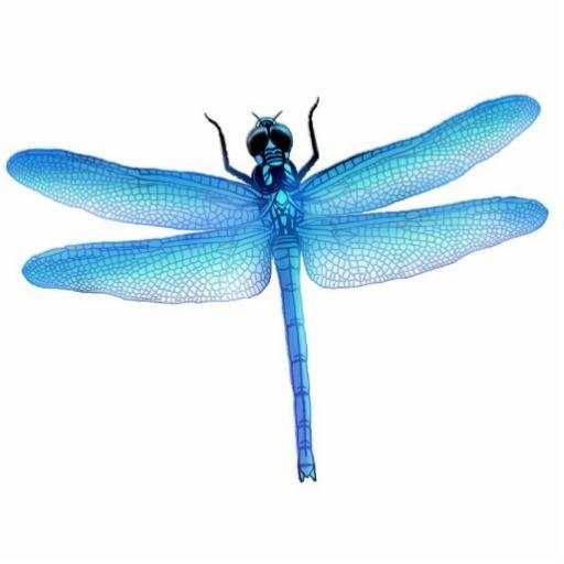 Dragonfly HD Wallpaper 1.0
