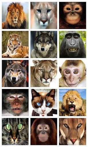 Wildlife photo editor screenshot 5