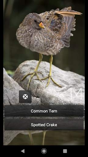 Bird Quiz Europe screenshot 3