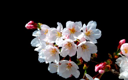 Spring Wallpapers HD (backgrounds & themes) screenshot 10