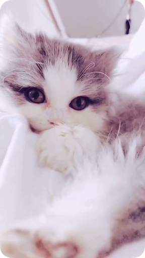 Live Wallpapers - Cute, Game & Backgrounds screenshot 2