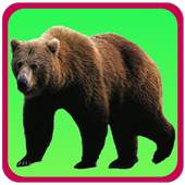 Kids Learning Animals & Birds 1.10