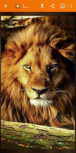 🦁 Lion Wallpaper : Wild King Backgrounds screenshot 20