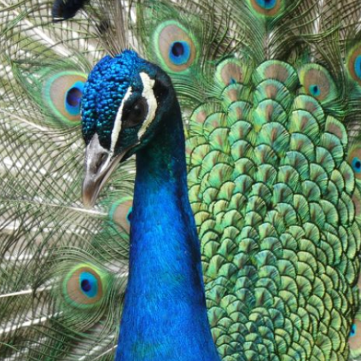 Appp.io - Peacock Sounds icon
