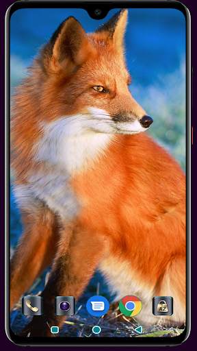 Fox Wallpaper 4K Latest screenshot 3