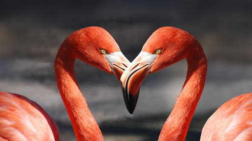 Flamingo. Birds Wallpapers скриншот 3