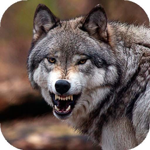 Wolf Wallpaper HD: Backgrounds 20.4