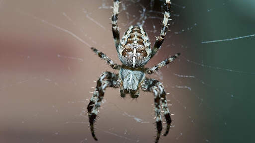 Spider Wallpapers HD & 4k Backgrounds screenshot 18