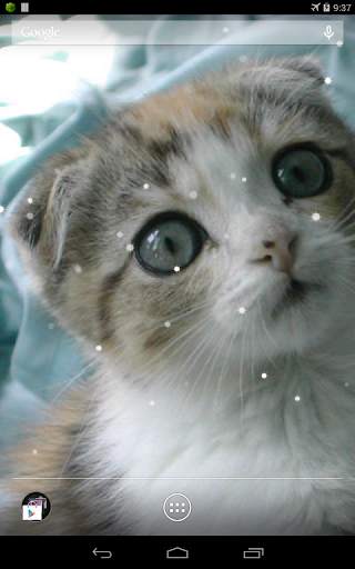 Scottish Fold Cat LWP 6 تصوير الشاشة