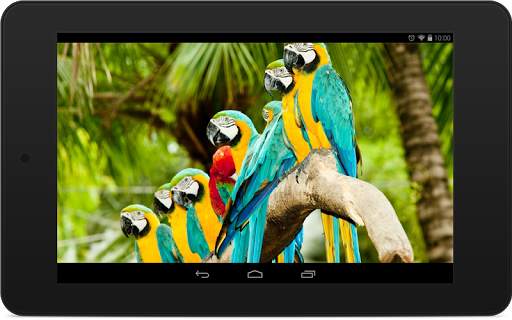 Parrot Wallpapers screenshot 7