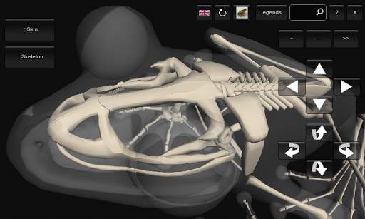 3D Frog Skeleton screenshot 4