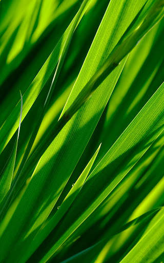 Green Wallpapers | hd backgrounds screenshot 6