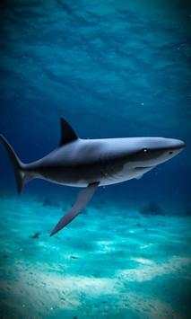 Shark attack lwp Free screenshot 5