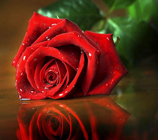 Flowers and Roses Live Wallpaper Gif App screenshot 9