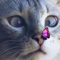 cat beauti wallpaper top HD