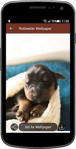 Rottweiler Wallpaper screenshot 4