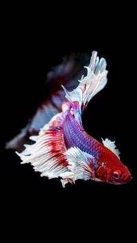 Aquarium Wallpaper HD Free screenshot 5