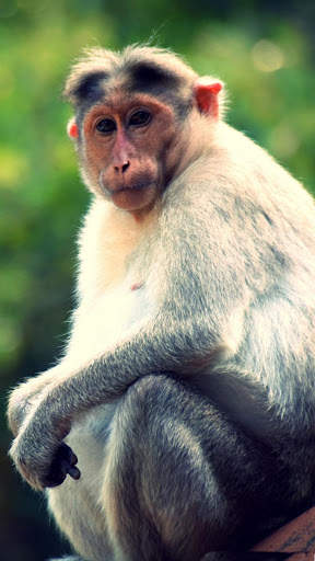 Monkey HD Wallpaper screenshot 5