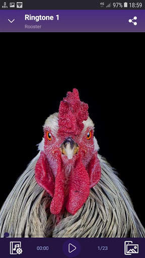 Rooster - RINGTONES and WALLPAPERS screenshot 2