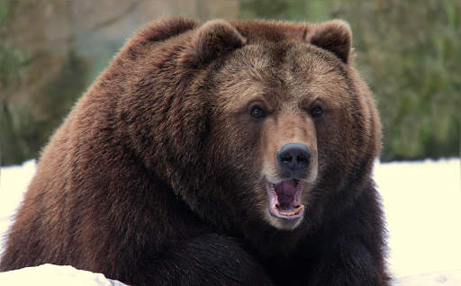 Bear Wallpapers | hd backgrounds screenshot 10