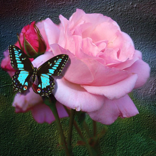 Rose Wallpapaper HD Free icon