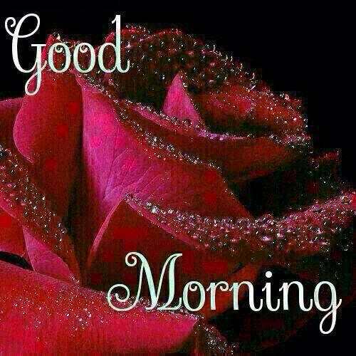 Good morning Images Gifs, Flowers Roses wallpapers screenshot 11