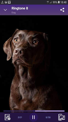 Dog - RINGTONES and WALLPAPERS screenshot 4
