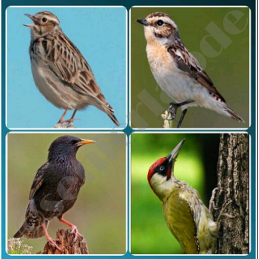 4 Songbird Quiz Games icon