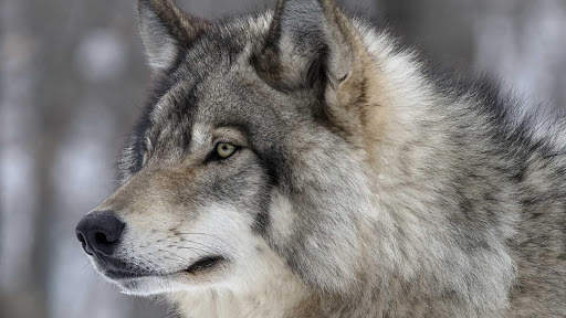 Wolf Wallpapers HD & 4k Backgrounds screenshot 23
