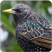 Starling Bird Call: Starling Song & Starling Sound 1.1.0