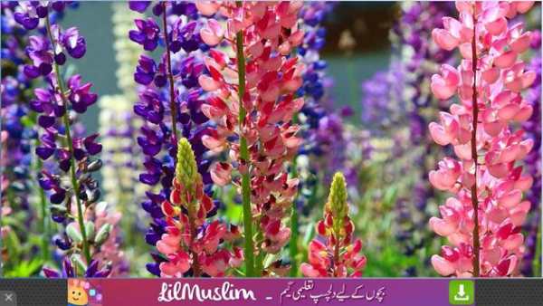 Free Flowers Wallpapers screenshot 4